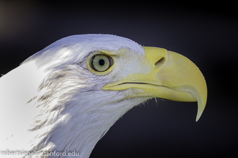 bald eagle